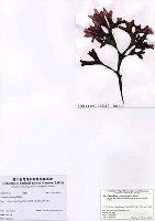 藏品(Chondrus verrucosus Mikami)的圖片